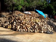 кокосовая ферма самуи