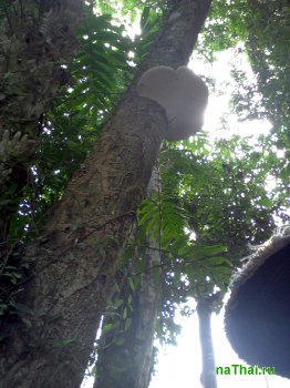 большой гриб на дереве