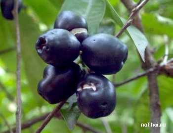 Eugenia Jambolana Linn (Eugenia Fruticosa Roxb) berry