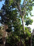 tree Eugenia Fruticosa Roxb, koh Samui, Thailand