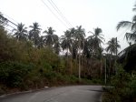 кокосовые пальмы вдоль дороги
