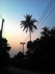 кокосовая пальма на закате